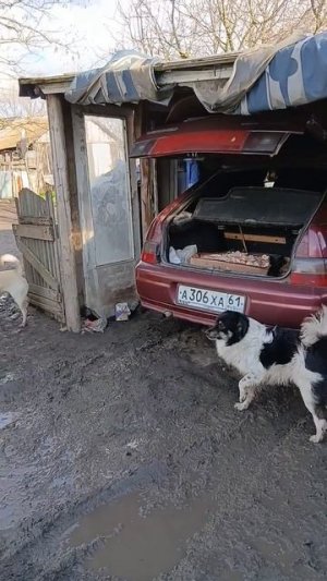 Привезли для животных.