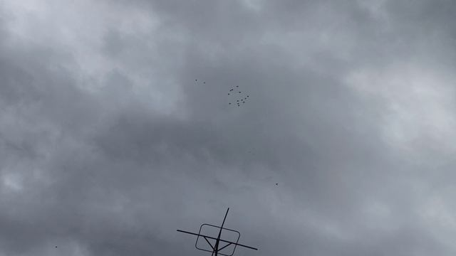 08.04.2026г. Безкружные голуби, Чуманова Виталия.