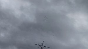 08.04.2026г. Безкружные голуби, Чуманова Виталия.