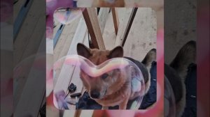 1000055456.mp4 (Собака наблюдает за устройством лестницы на 2-ой этаж в доме А-фрейм)