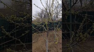 Создаю веретено на черешне