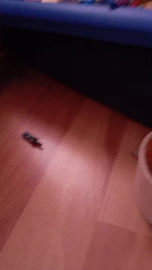 костюм спринг Бонни