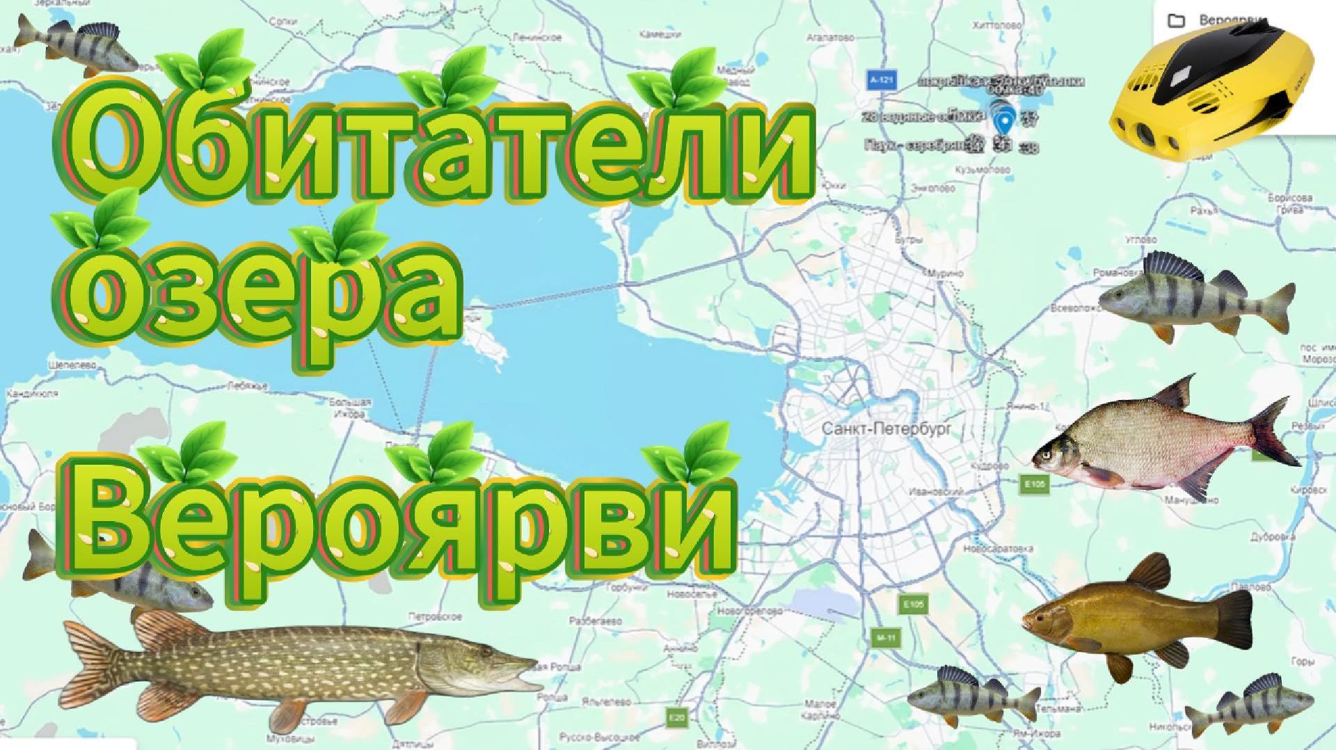 4 дня под льдом озера Вероярви — циклопы, водяные ослики, окуни, щуки и аномалии температур