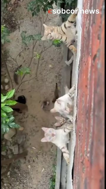 Житель Китая каждый день кормит кошек у своего дома довольно необычным, но эффективным способом