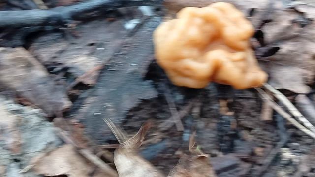 Первые грибы 2026 года, апрель.