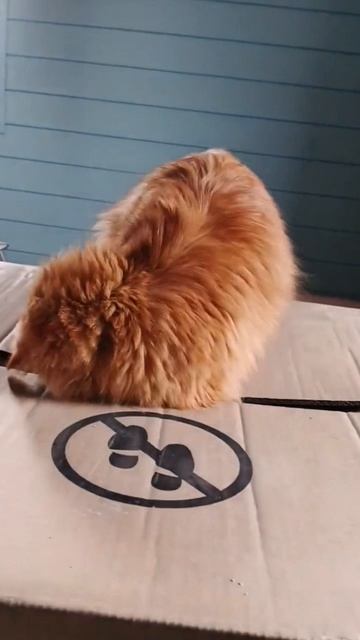 Когда Альфушка увлечен