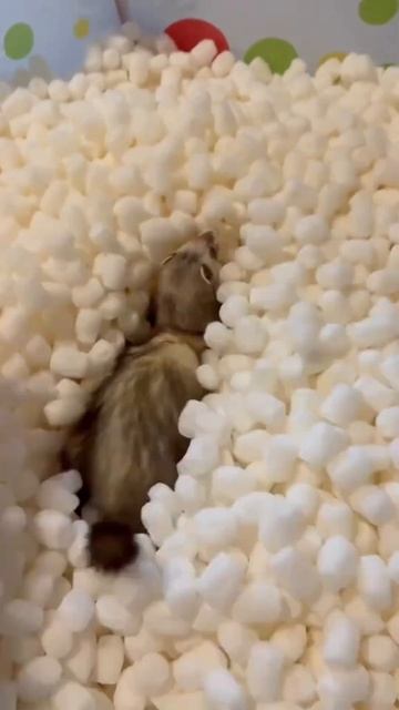 Ты Для Хорька — Больше, Чем Хозяин