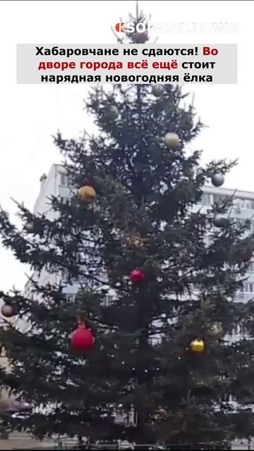 Хабаровчане не сдаются! Во дворе города всё ещё стоит нарядная новогодняя ёлка