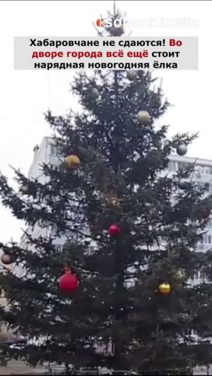 Хабаровчане не сдаются! Во дворе города всё ещё стоит нарядная новогодняя ёлка