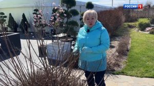 Гортензии ОКС в Питомнике и Садовом центре Веры Глуховой!