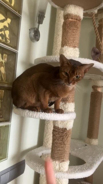 Это моя кошка когда она увидела это была лапку смешная