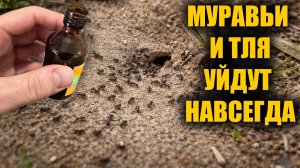 Муравьёв и тли вы больше не увидите! Лучшее средство от всех вредителей