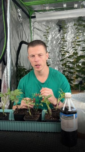 Самая важная подкормка для рассады томатов