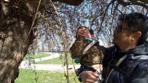 Зацвело дерево