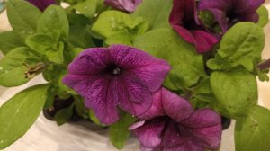 рассада на 7 апреля 2026// огород на подоконнике//вечер на кухне...