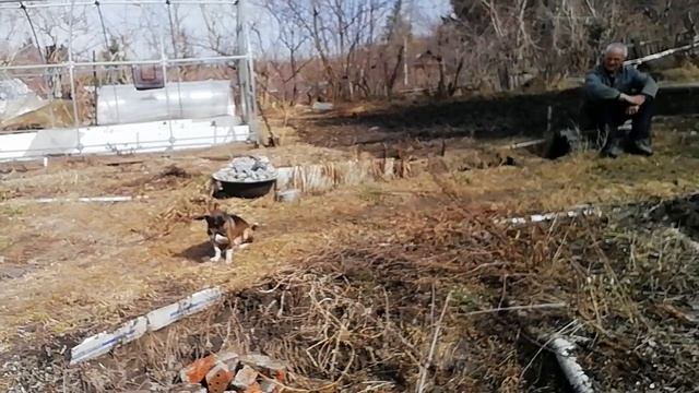 Сад 8 апреля 2026г / первоцветы рулят