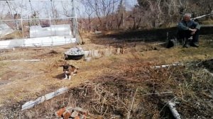 Сад 8 апреля 2026г / первоцветы рулят