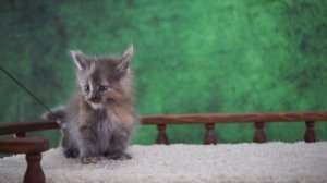 Nensi 8 недель