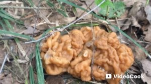 Первые съедобные грибы 2026 г.