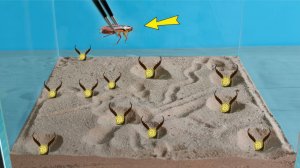 Что если 10 муравьиных львов посадить в один аквариум и бросить к ним таракана