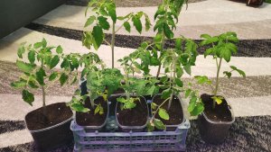 Пересаживаю томаты для раннего урожая 8 апреля! Разные помидоры одного сорта.