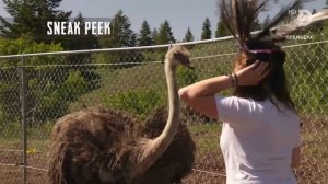 Аляска: Семья из леса 10 сезон 7 серия (реалити-шоу, 2019)