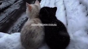 Овчинников Владимир. Чертков Кирилл. Любовь одна. Зинаида Гиппиус