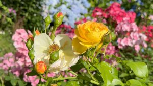 Август в Саду 14 августа 2025 часть 5