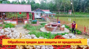 Ли Фук. Обработка грядок для защиты от вредителей народными средствами.