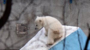 Герда с малышом..