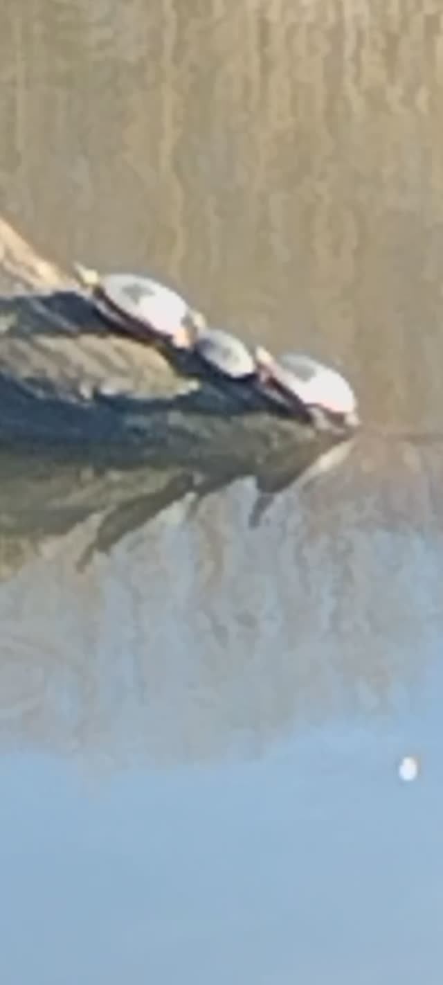 Черепахи в парке Торонто.