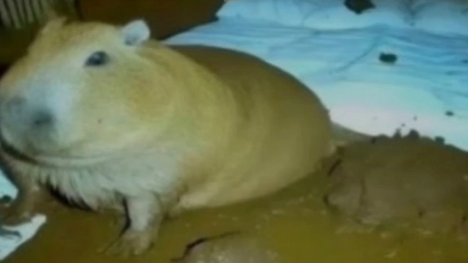 Стримобус рим 2-я часть стрима