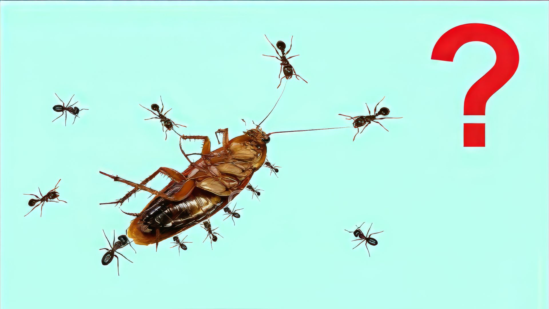 Сколько муравьев нужно чтобы поднять таракана Эксперимент!