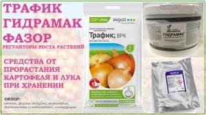 Трафик, Гидрамак и Фазор – средства от прорастания лука и картофеля при хранении. Обзор препаратов