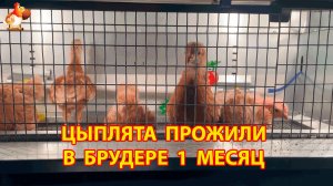 Цыплята прожили в брудере 1 месяц