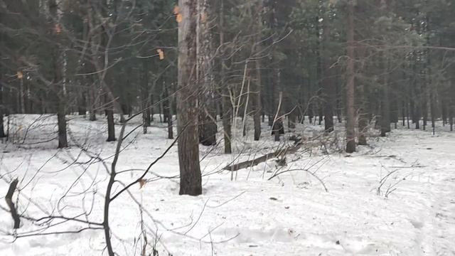 В лесу: чаты, мессенджер в и соцсети - болезнь ума современного человека. Почему без этого  проблема