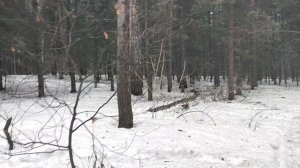 В лесу: чаты, мессенджер в и соцсети - болезнь ума современного человека. Почему без этого  проблема