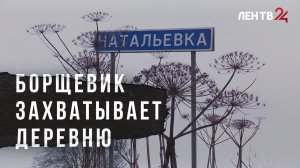 Борщевик в Натальевке: как решить наболевший вопрос