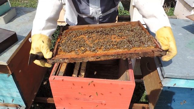 Как развился однорамочный отводок 4 апреля