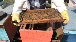 Как развился однорамочный отводок 4 апреля