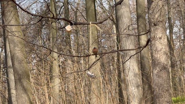 🇷🇺🇷🇺 Москва 🇷🇺🇷🇺 Парк Царицыно 🇷🇺🇷🇺