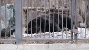 Бурый медведь Лёха нашёл лужу и искупался в ней 06.04.2026