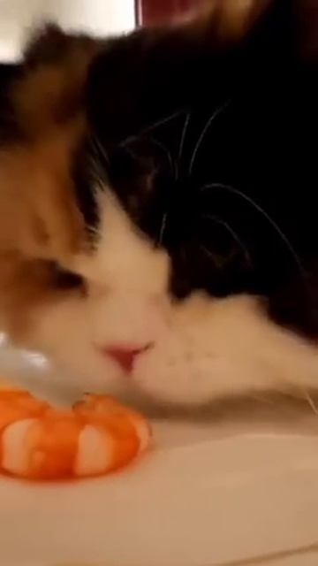 И снова о котиках)