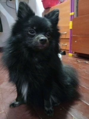 Общаемся и Моя собака!