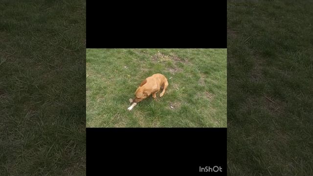 Чапик бесится, гуляет. Черешня цветёт 🩷