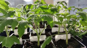 Обзор Рассады 7 апреля 2026