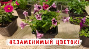 Сильный, устойчивый к заболеваниям и неприхотливый! Калибрахоа может дополнить любой цветник!