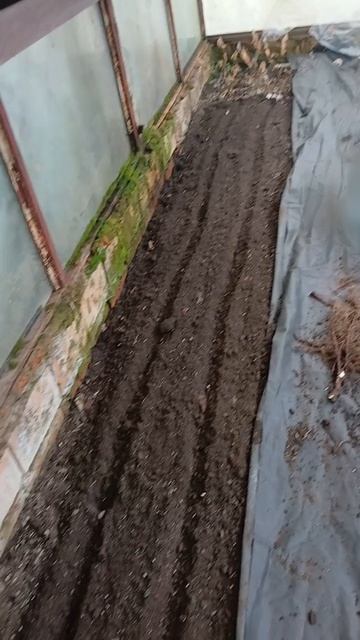 08.04.2026г. Ранункулюсы и анемоны перерастают, пора высаживать в теплицу.