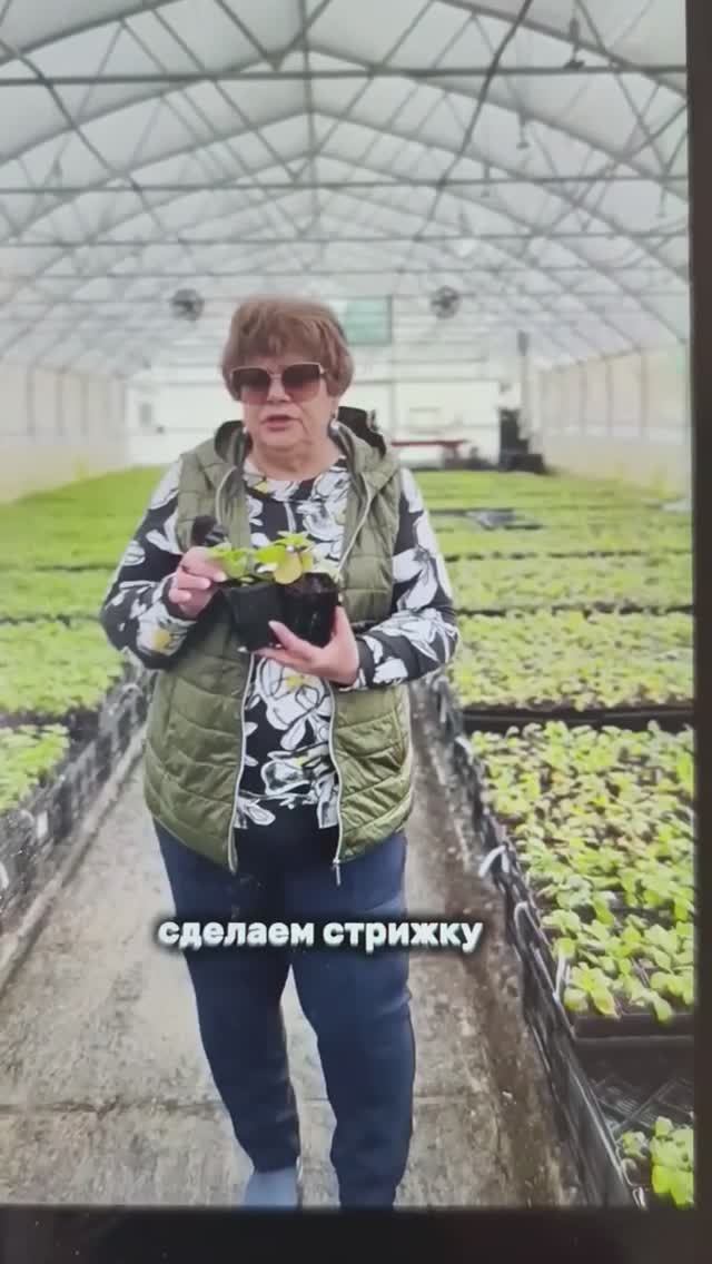 Запуск продаж нового сорта метельчатой гортензии  ЗАРЯ Лесково. Питомник Лесково представляет