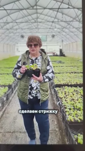 Запуск продаж нового сорта метельчатой гортензии  ЗАРЯ Лесково. Питомник Лесково представляет